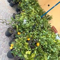 Piante di limone