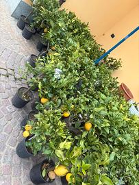 Piante di limone
