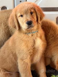 Cuccioli Golden Retriever Linea Americana