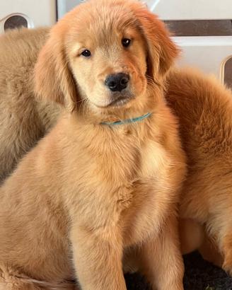 Cuccioli Golden Retriever Linea Americana