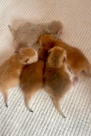 British Shorthair Scottish Fold Straight Enfi