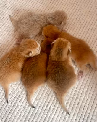 British Shorthair Scottish Fold Straight Enfi