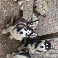 Cuccioli di Siberian Husky