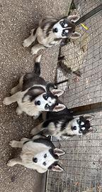 Cuccioli di Siberian Husky