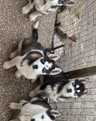 Cuccioli di Siberian Husky