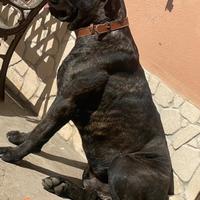 Cane corso maschio