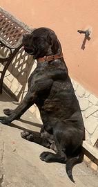 Cane corso maschio