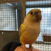 Pappagalli,conigli e cavie