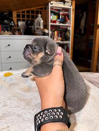 Bulldog francesi