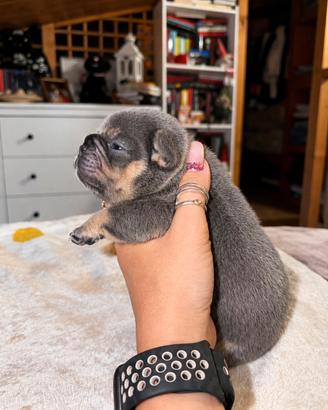 Bulldog francesi