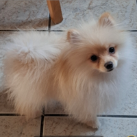 Spitz di Pomerania femmina