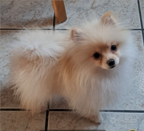 Spitz di Pomerania femmina