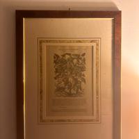 Discorsi di Dioscoride Bottanica quadri