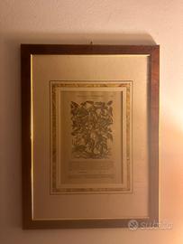 Discorsi di Dioscoride Bottanica quadri