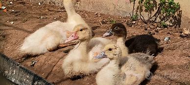 Anatroccoli di anatra muta