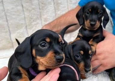 Cuccioli di bassotto disponibili