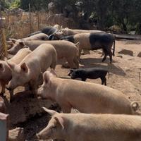 Maiali-Scrofe-Scrofe gravide-Verro