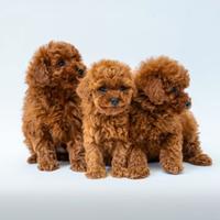 Barboncini completi cedibili pagamento dilazionato