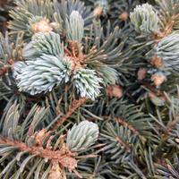 Picea punges globosa