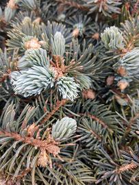 Picea punges globosa