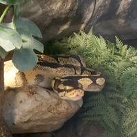 Pitone reale maschio