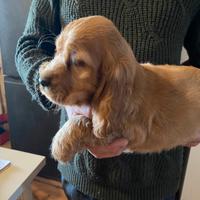 Cucciolo di cocker spaniel inglese
