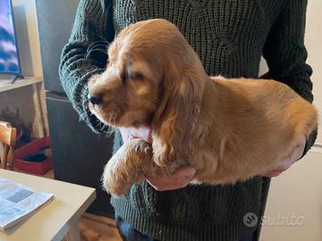 Cucciolo di cocker spaniel inglese