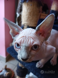 Gatto nudo maschio sphynx