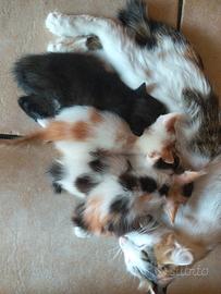 Cuccioli di gatto