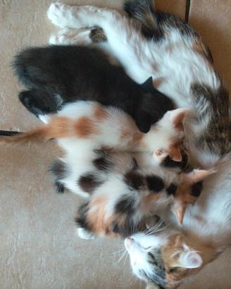 Cuccioli di gatto