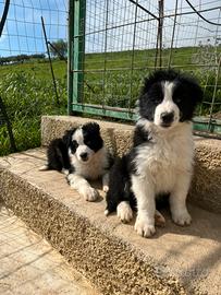 Cuccioli di Border collie