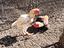Immagine 3