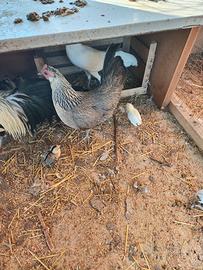 Galline Phoenix
