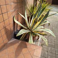 AGAVE AMERICANA VARIEGATA