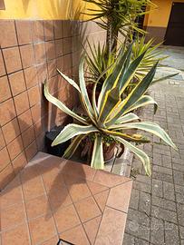 AGAVE AMERICANA VARIEGATA