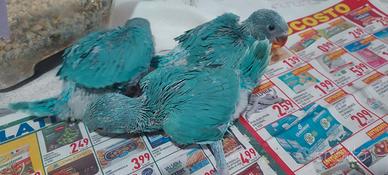 Pulli di Parrocchetto dal Collare blu