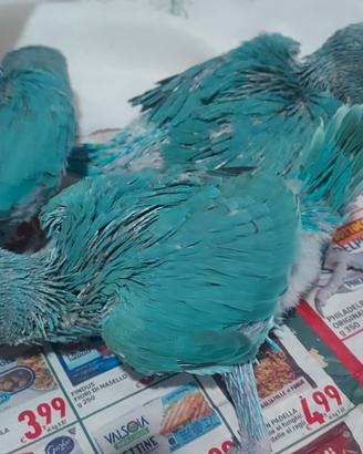 Pulli di Parrocchetto dal Collare blu