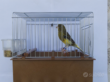 Canarini da canto Timbrado Spagnolo