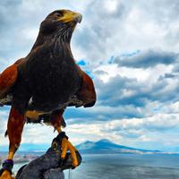 disinfestazione piccioni allontanamento volatili