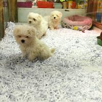 Cuccioli di Maltese