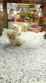 Cuccioli di Maltese