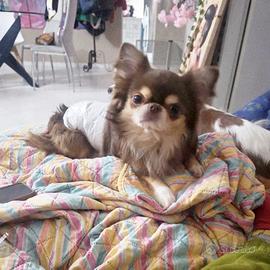 Chihuahua linea Russa con pedigree