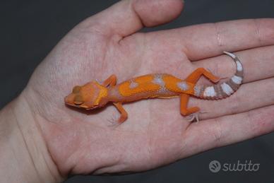 geco leopardino 