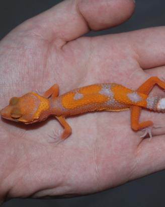 geco leopardino 