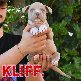 Cuccioli di American Bully XL