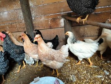 Galline ovaiole