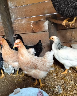 Galline ovaiole