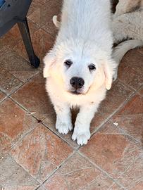 Cuccioli maremmani abruzzesi