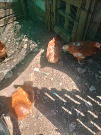 Galline