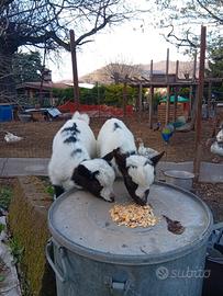 Caprette nane tibetane pure